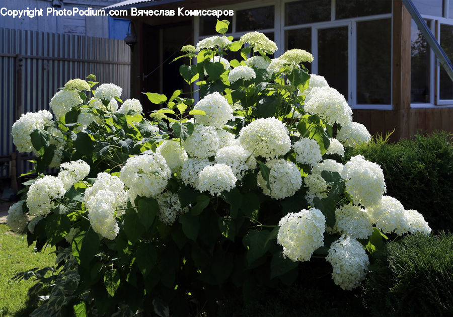 Blossom, Flora, Flower, Plant, Bush, Vegetation, Peony