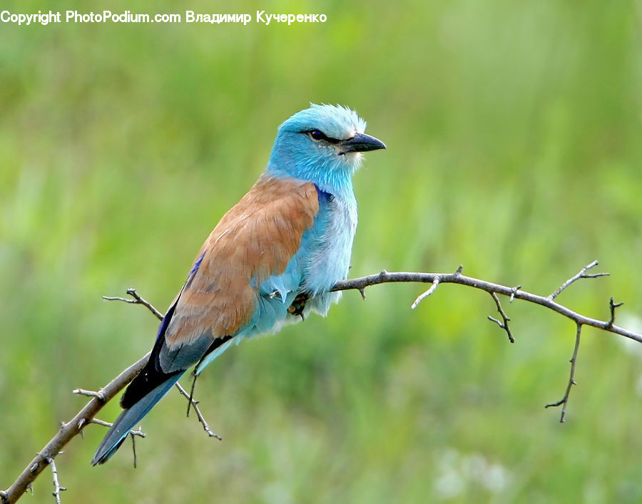 Bird, Blue Jay, Bluebird, Jay, Bee Eater, Beak