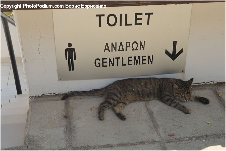 Animal, Cat, Mammal, Pet, Egyptian Cat, Kitten, Furniture