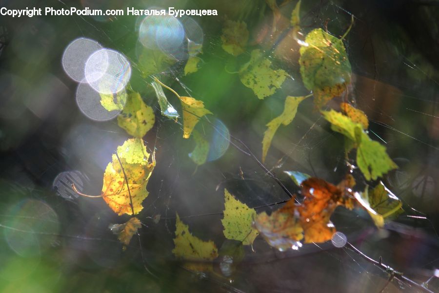 Sea Life, Shrimp, Arachnid, Argiope, Garden Spider, Insect, Spider