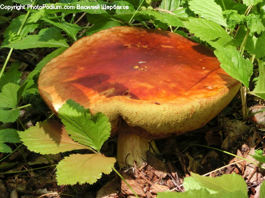 Agaric, Amanita, Fungus, Mushroom, Plant, People, Person