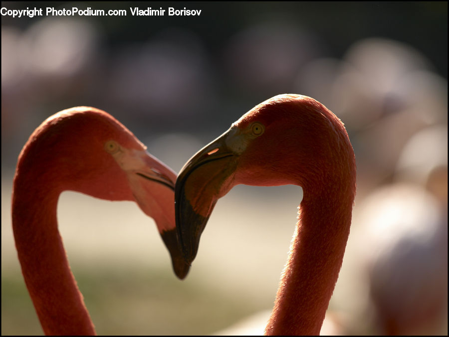 Bird, Flamingo, Flock, Beak