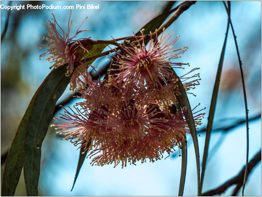 Plant, Bird Nest, Nest, Blossom, Flora, Flower, Conifer