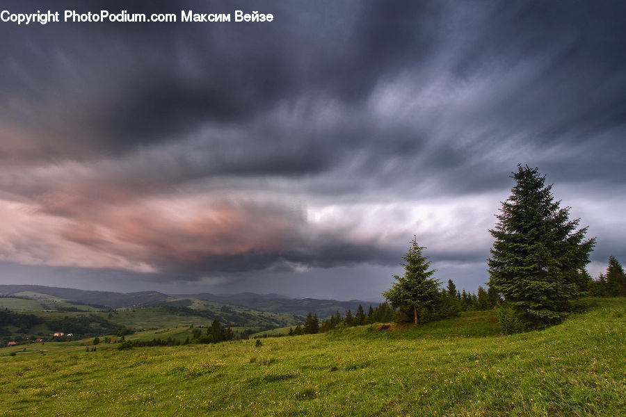 Field, Grass, Grassland, Land, Outdoors, Plateau, Conifer