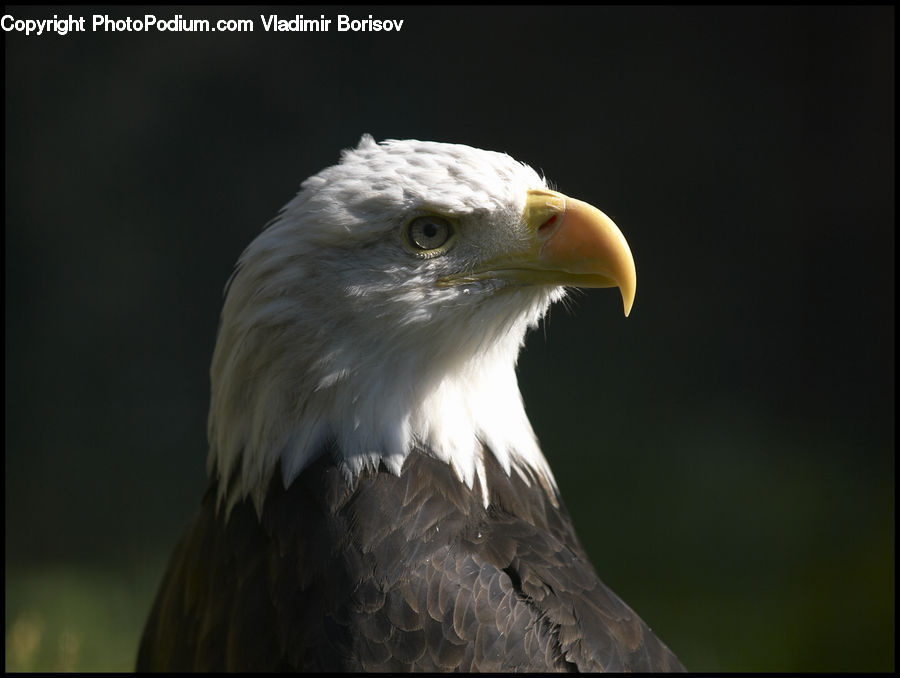 Bird, Eagle, Bald Eagle, Beak