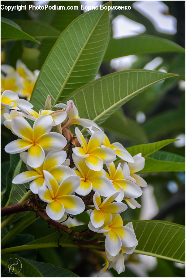 Blossom, Flora, Flower, Plant, Leaf, Flower Arrangement, Flower Bouquet