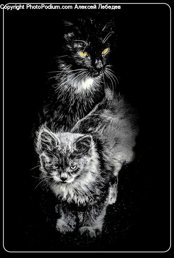 Animal, Collage, Poster, Head, Portrait, Adorable, Accessories