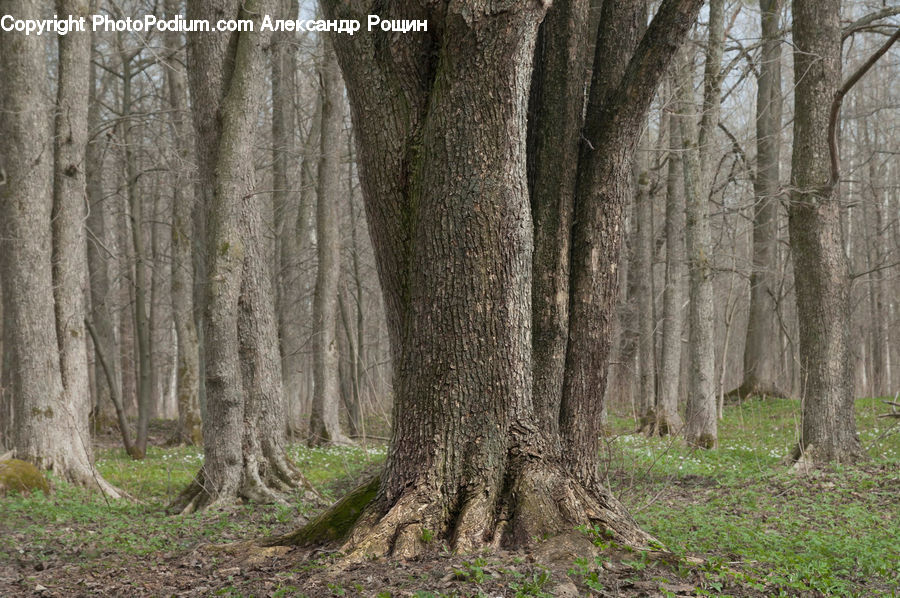 Forest, Grove, Land, Vegetation, Oak, Tree, Wood