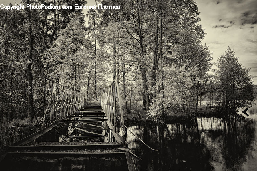 Plant, Tree, Forest, Vegetation, Jungle, Outdoors, Ripple