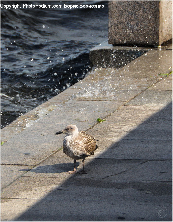 Bird, Seagull, Dove, Pigeon, Beak, Flagstone