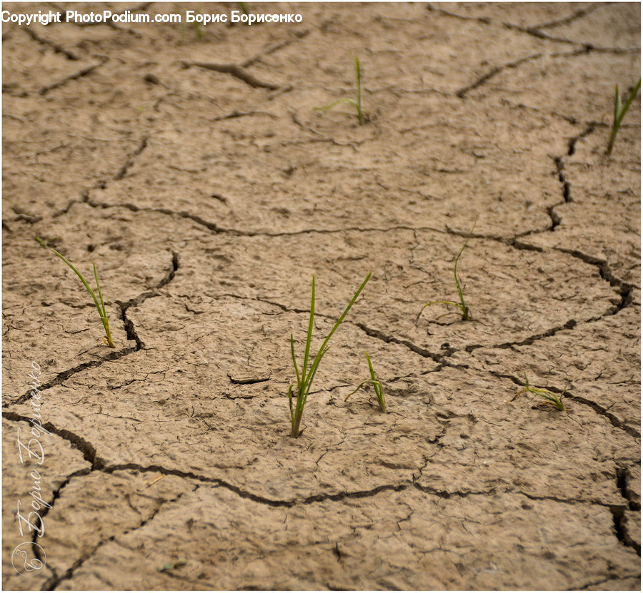 Soil