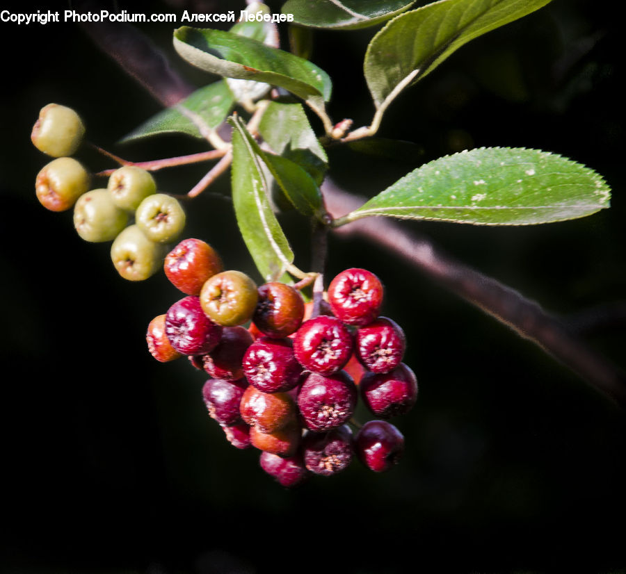 Fruit, Acanthaceae, Annonaceae, Plant, Cherry, Blossom, Flora