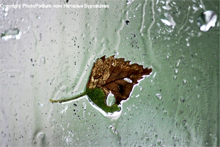 Arachnid, Garden Spider, Insect, Invertebrate, Spider, Amphibian, Frog
