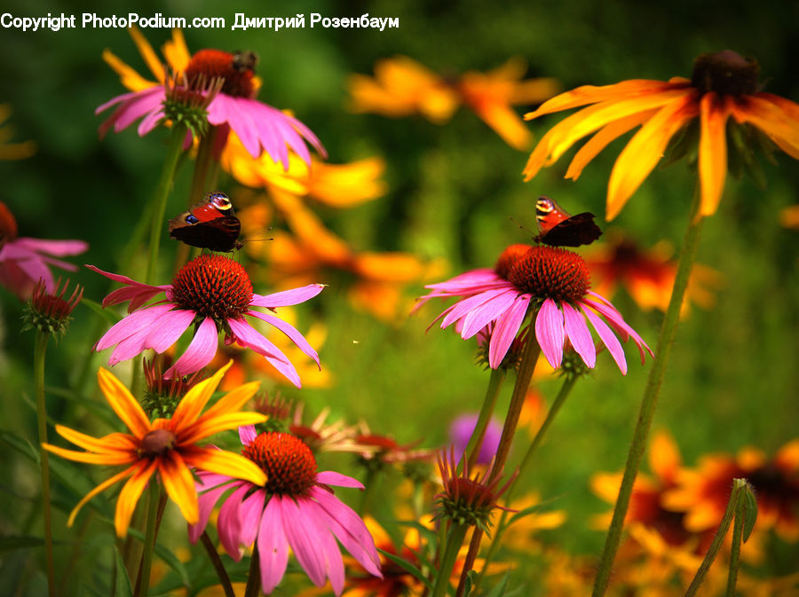 Aster, Blossom, Flower, Plant, Flora, Pollen, Asteraceae