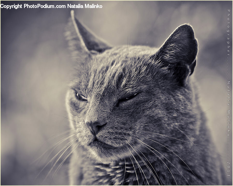 Animal, Leopard, Lynx, Wildlife, Grain, Grass, Plant