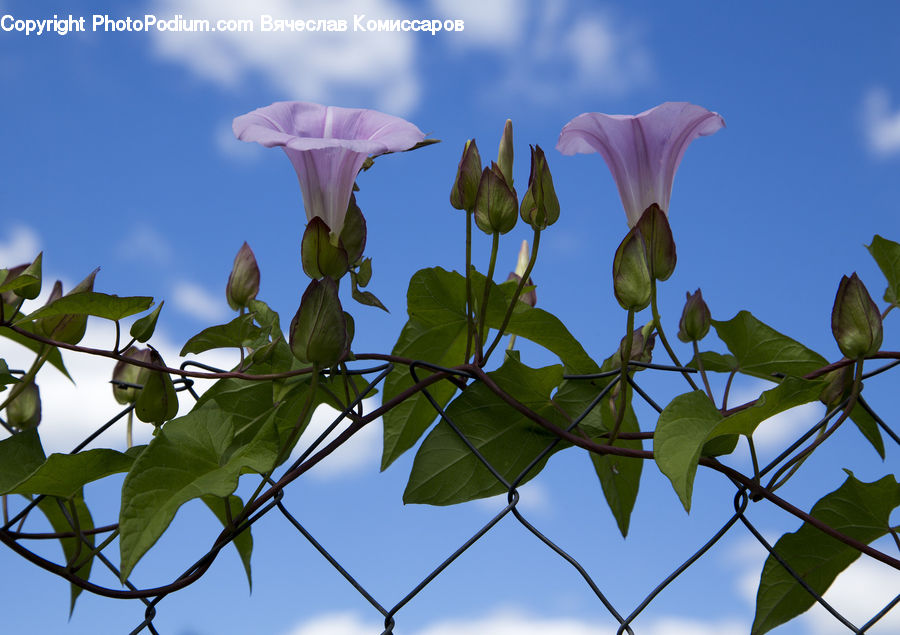 Plant, Vine, Blossom, Flora, Flower, Veins, Petal