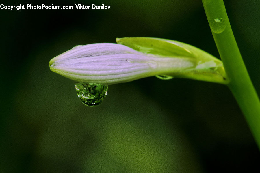 Droplet, Blossom, Flora, Flower, Geranium, Plant, Bud