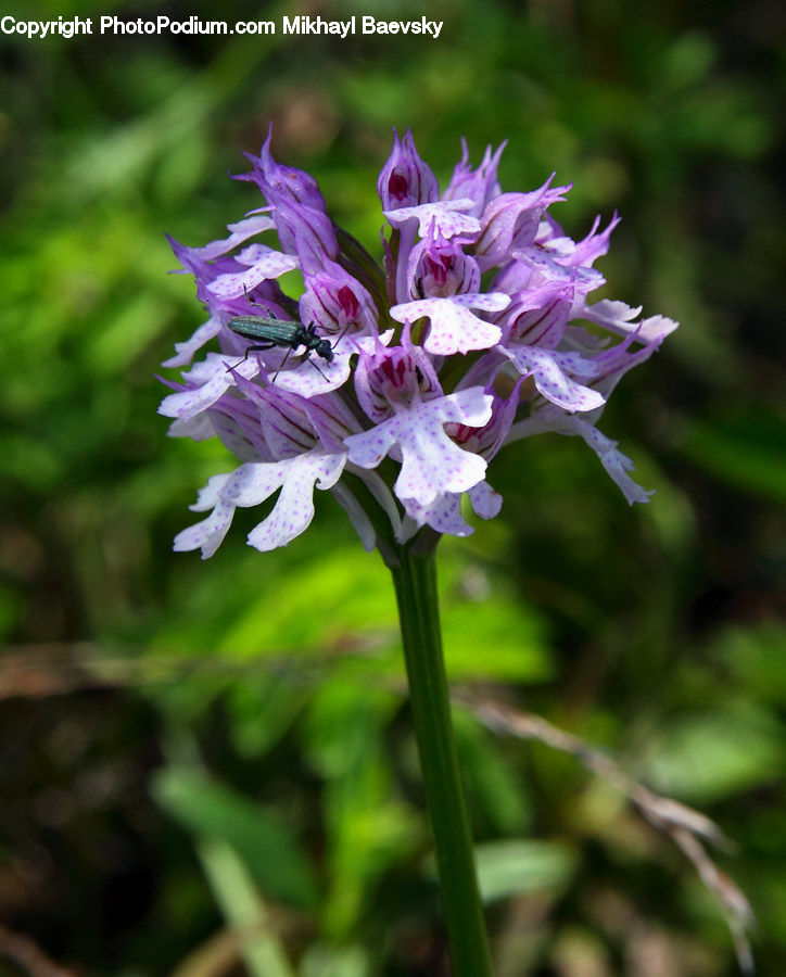 Amaryllidaceae, Blossom, Flower, Plant, Flora, Geranium, Gladiolus