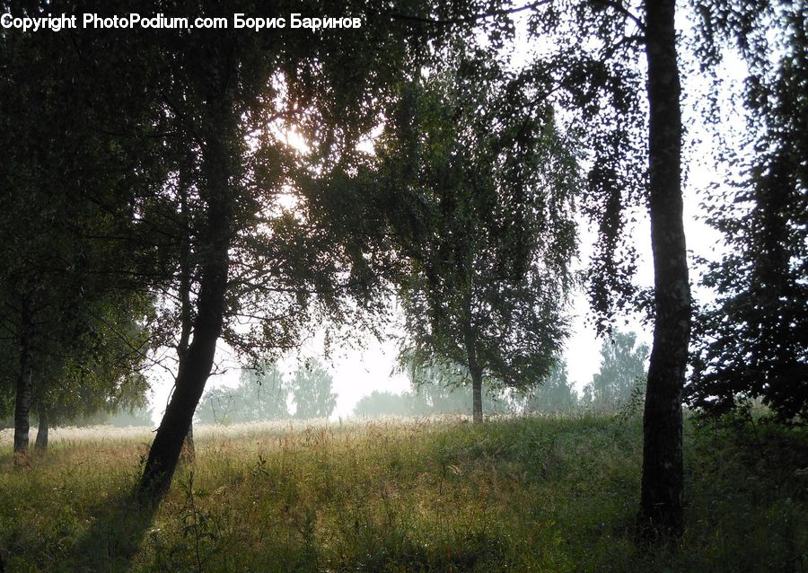 Forest, Vegetation, Plant, Tree, Flare, Light, Sunlight