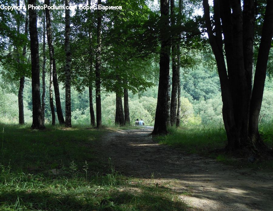 Forest, Vegetation, Plant, Tree, Grove, Land, Dirt Road