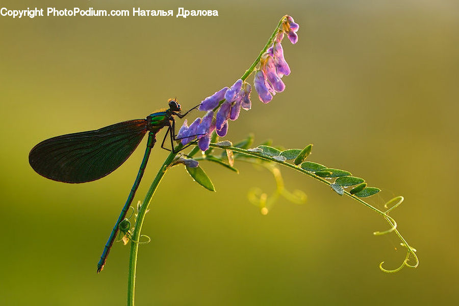 Anisoptera, Dragonfly, Insect, Invertebrate, Blossom, Flora, Flower
