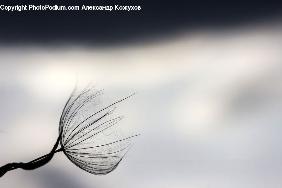 Fiber, Flax, Flora, Flower, Plant, Light, Blossom