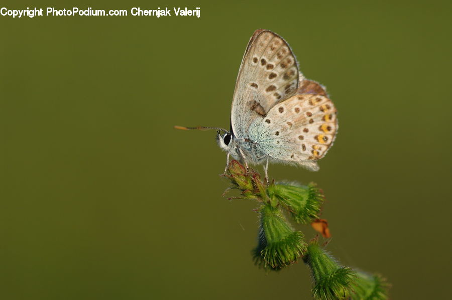Butterfly, Insect, Invertebrate, Bird, Dove, Pigeon, Arachnid