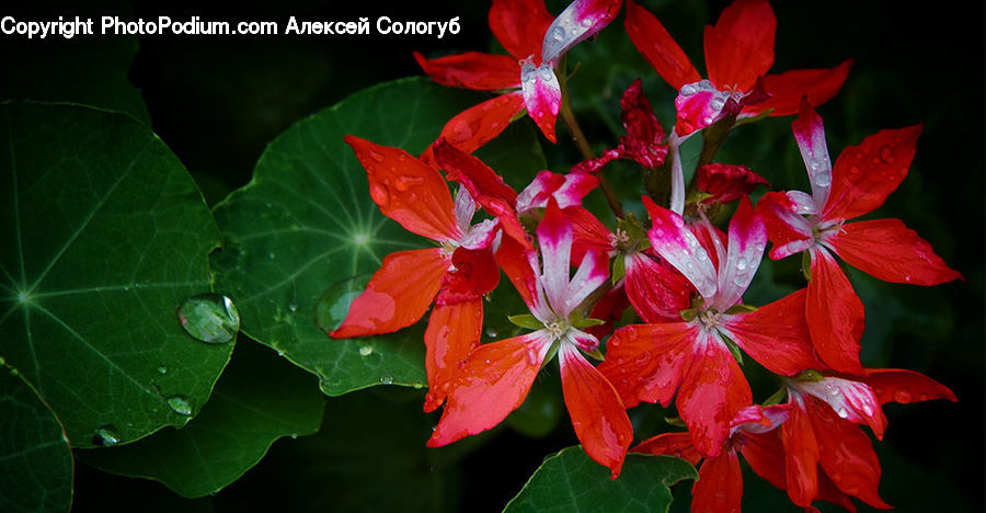 Blossom, Flora, Flower, Geranium, Plant, Gladiolus