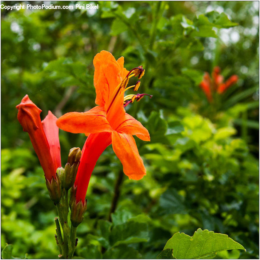Flora, Flower, Gladiolus, Plant, Blossom, Geranium, Aquilegia