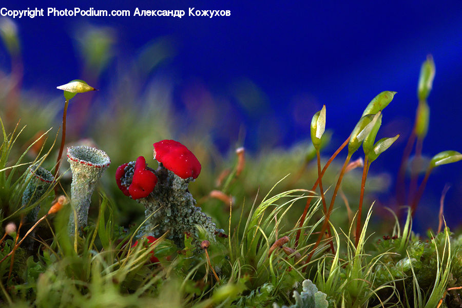 Blossom, Flora, Flower, Plant, Poppy, Field, Grass