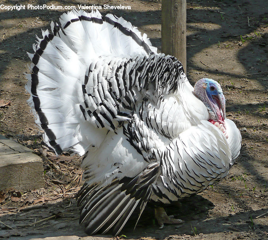 Bird, Goose, Waterfowl, Beak, Booby