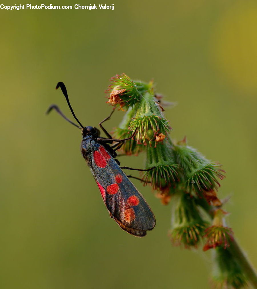 Butterfly, Insect, Invertebrate, Monarch, Conifer, Fir, Plant