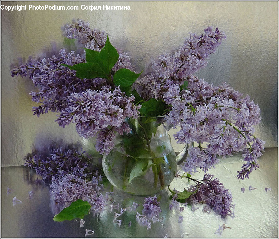 Blossom, Flower, Lilac, Plant, Flora, Algae, Outdoors