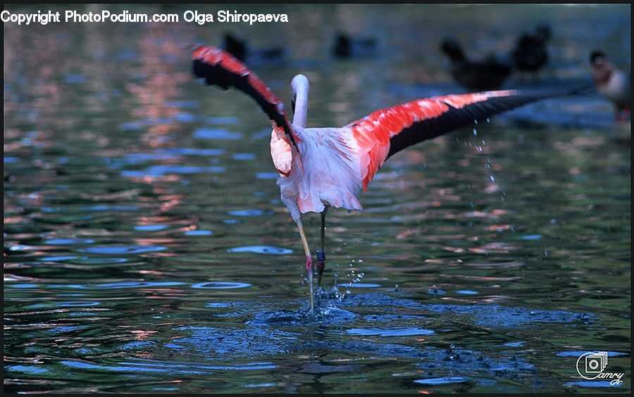 Bird, Flamingo, Flock, Crane Bird, Heron