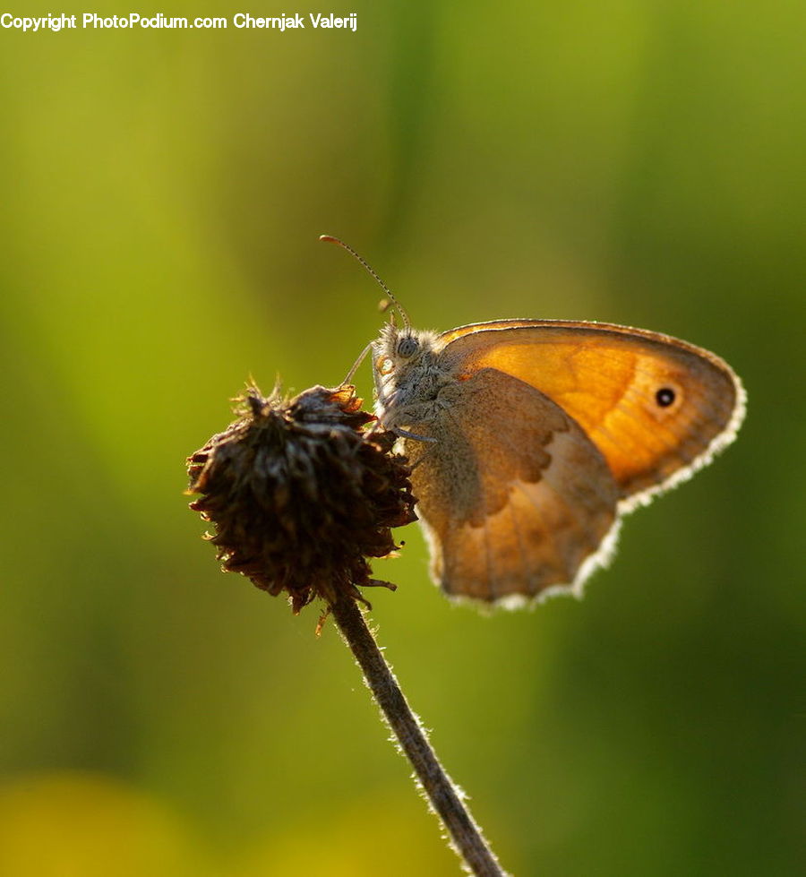 Butterfly, Insect, Invertebrate, Bird, Robin, Beak, Andrena