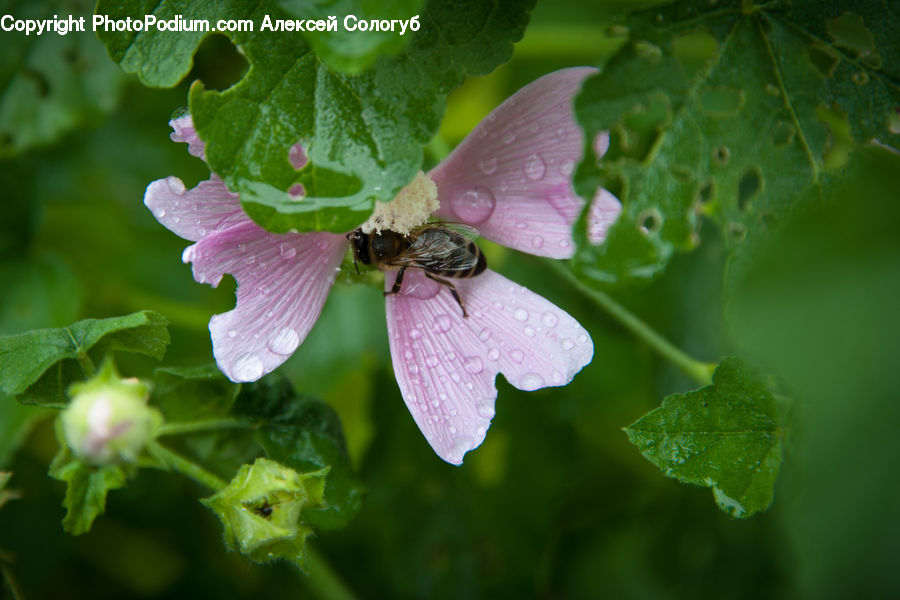 Blossom, Flora, Flower, Geranium, Plant, Bee, Insect