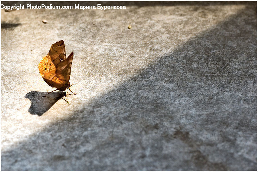 Maple, Maple Leaf, Plant, Butterfly, Insect, Invertebrate, Moth