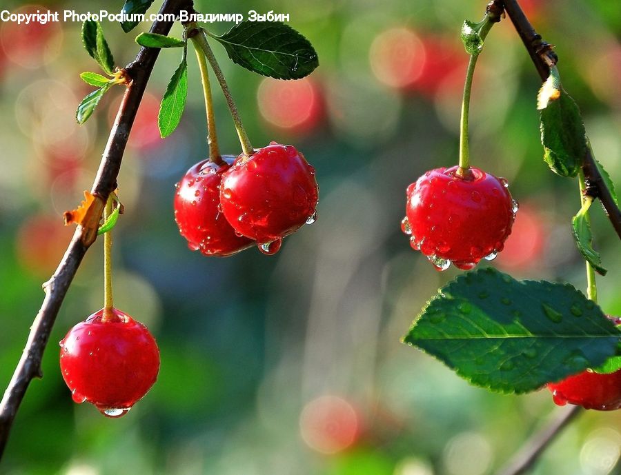 Fruit, Cherry, Raspberry, Blossom, Flora, Flower, Geranium