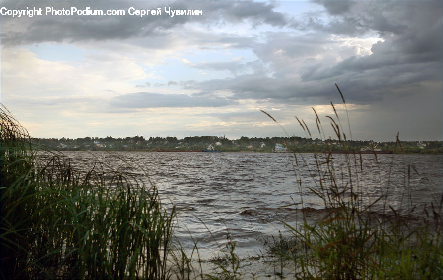 Grass, Plant, Reed, Land, Marsh, Outdoors, Swamp