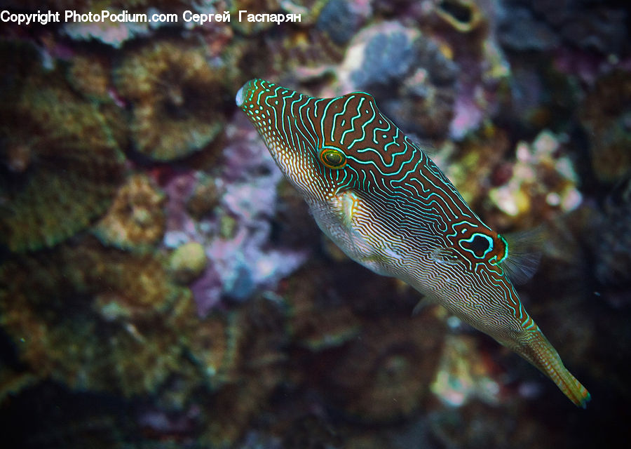Fish, Puffer, Sea Life, Coral Reef, Outdoors, Reef, Sea