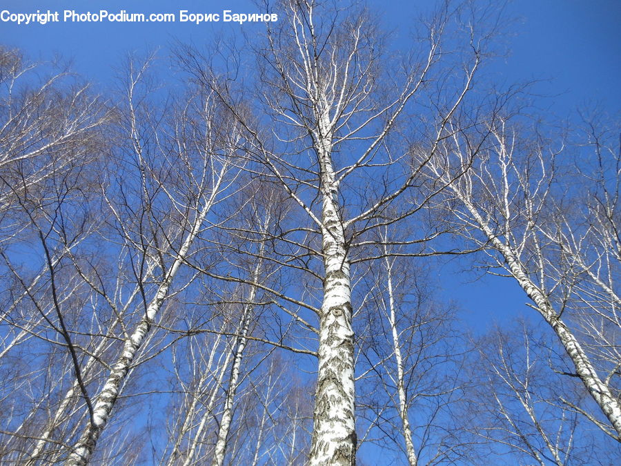 Birch, Tree, Wood