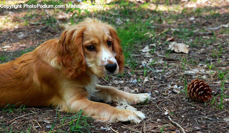 Animal, Canine, Cocker Spaniel, Dog, Mammal, Pet, Spaniel