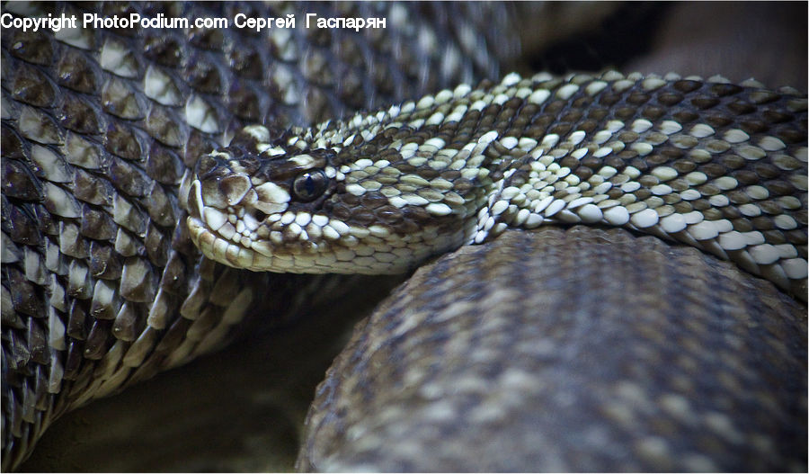 Reptile, Snake, Rattlesnake
