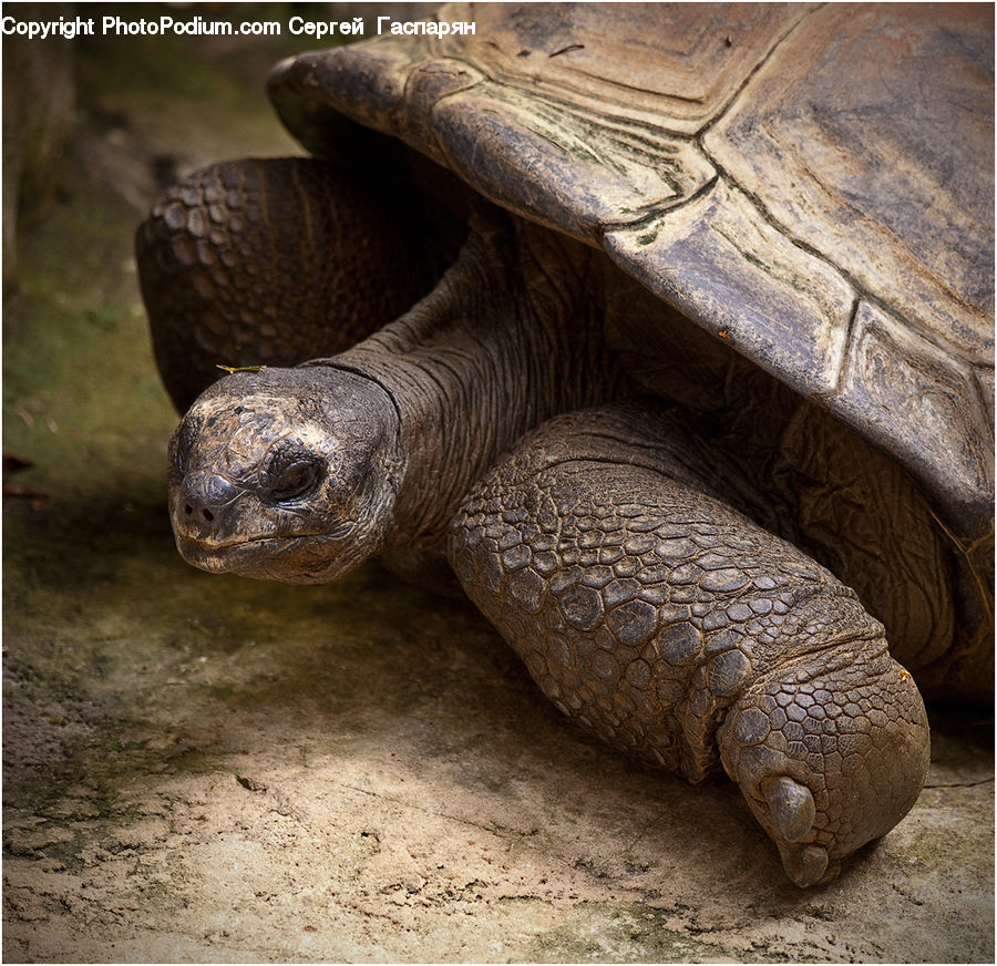 Reptile, Tortoise, Turtle