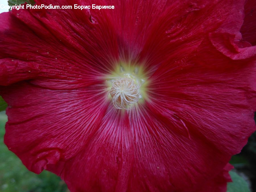 Flora, Flower, Hibiscus, Plant, Poppy, Blossom, Geranium
