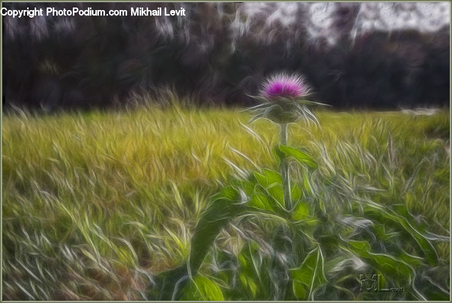 Field, Grass, Grassland, Plant, Dandelion, Flower, Blossom