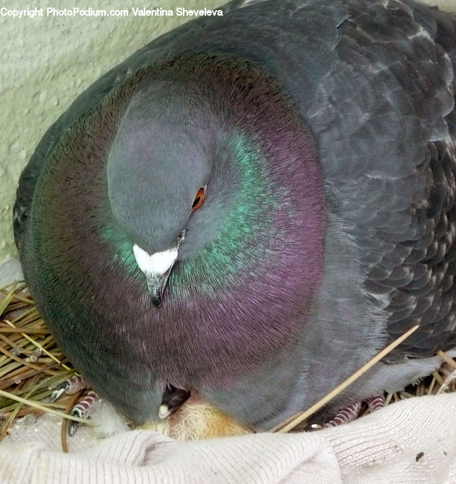Bird, Dove, Pigeon, Beak