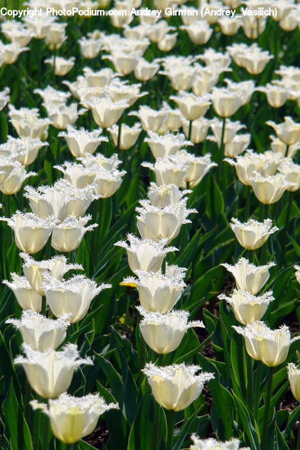 Flora, Flower, Gladiolus, Plant, Blossom, Tulip, Flower Arrangement