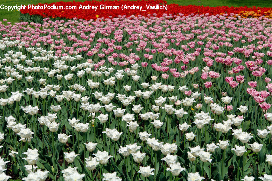 Blossom, Flora, Flower, Plant, Tulip, Daffodil, Crocus