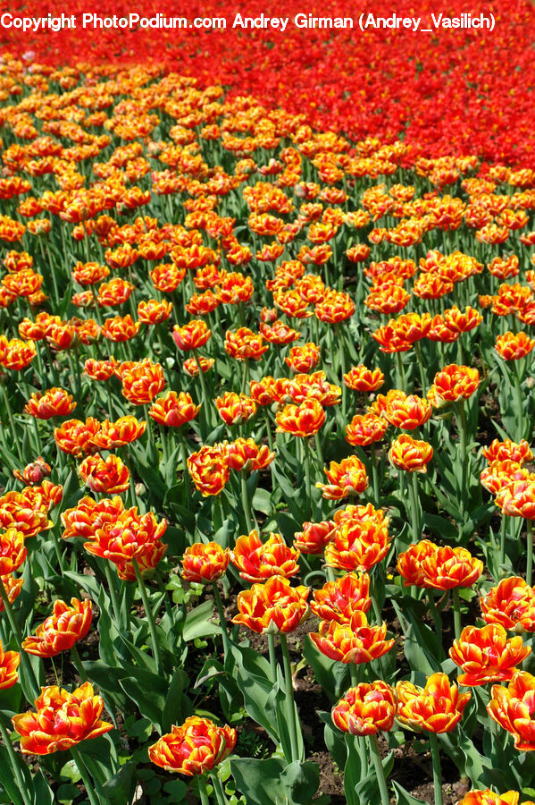 Blossom, Flora, Flower, Plant, Tulip, Peony, Rose
